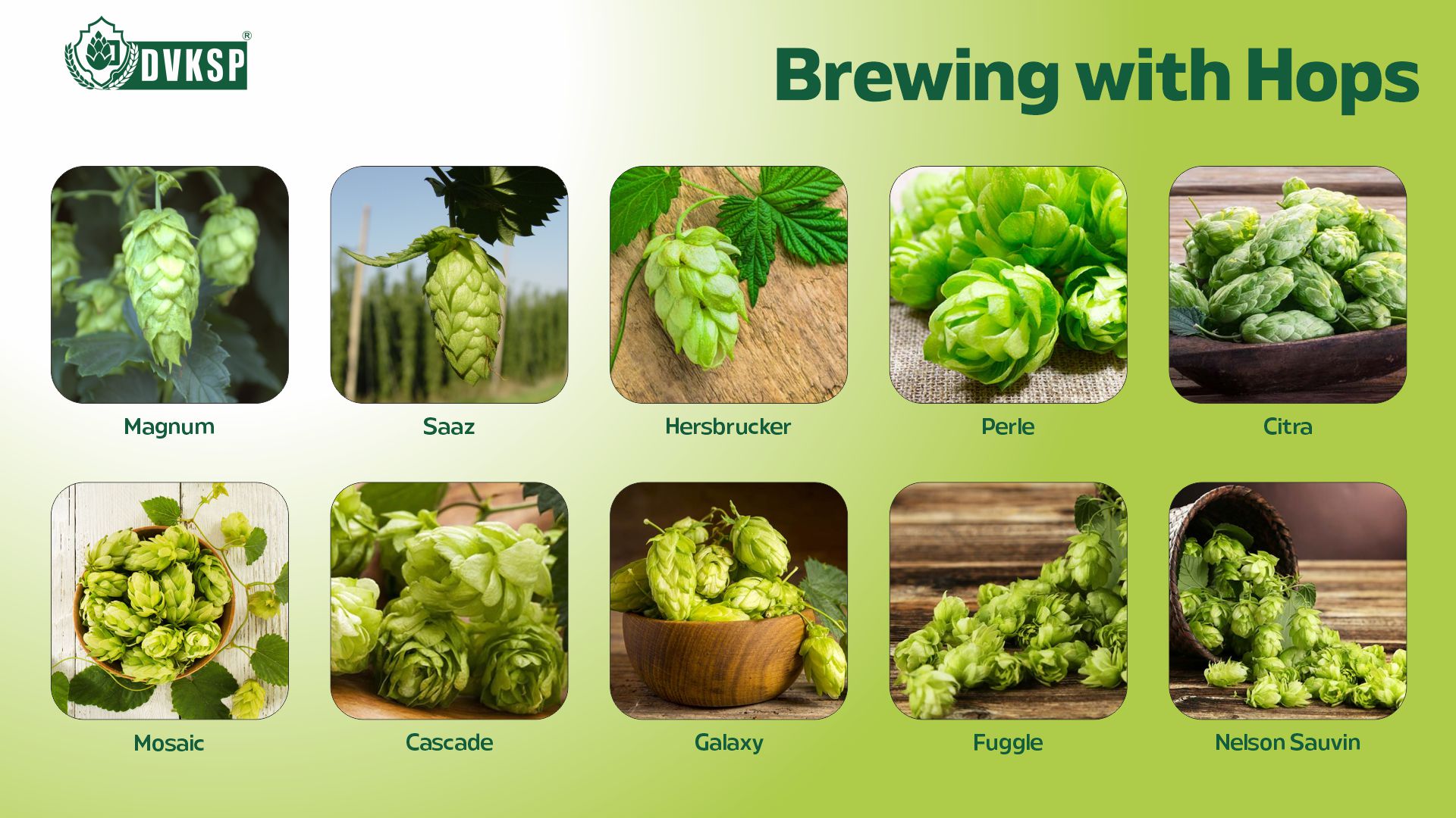 At DVKSP Impex, we understand that selecting the right hops is a delicate balance of art and science. That's why our team of experienced hop specialists is always on hand to provide expert guidance and support to brewers of all levels. Whether you're a seasoned craft brewer or a new brewer enthusiast, our knowledgeable staff can help you navigate our extensive hop selection, recommend the perfect varieties for your desired beer styles, and offer insights into brewing techniques and hop utilization. 