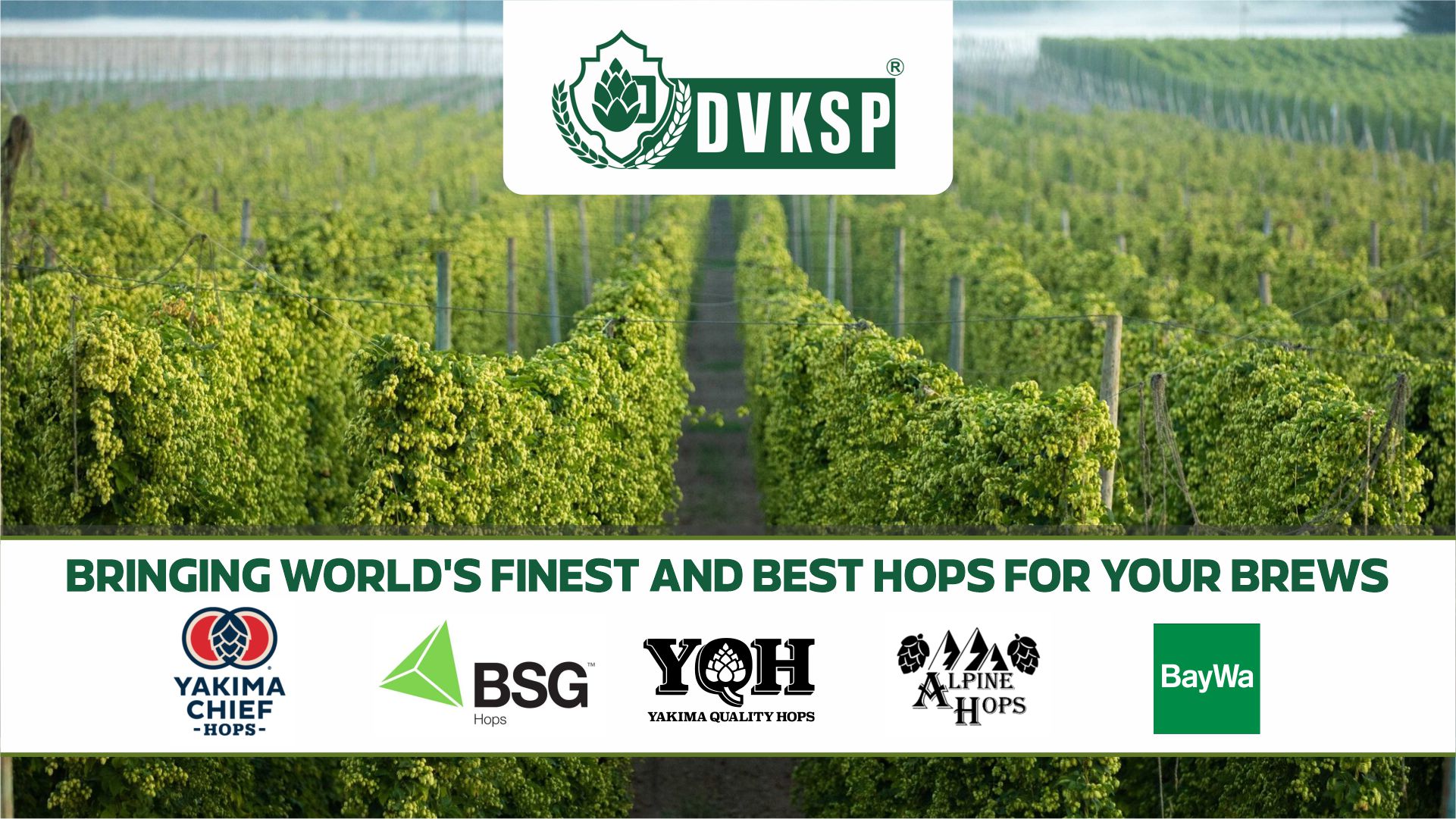 At DVKSP Impex, we understand that the quality of hops begins in the field. That's why we have cultivated long-standing relationships with some of the world's most renowned hop growers, Like Yakima Chief Hops, Irels, Castle Malting and Many more ensuring that every batch of hops we procure meets the strictest standards of cultivation, harvesting, and processing.