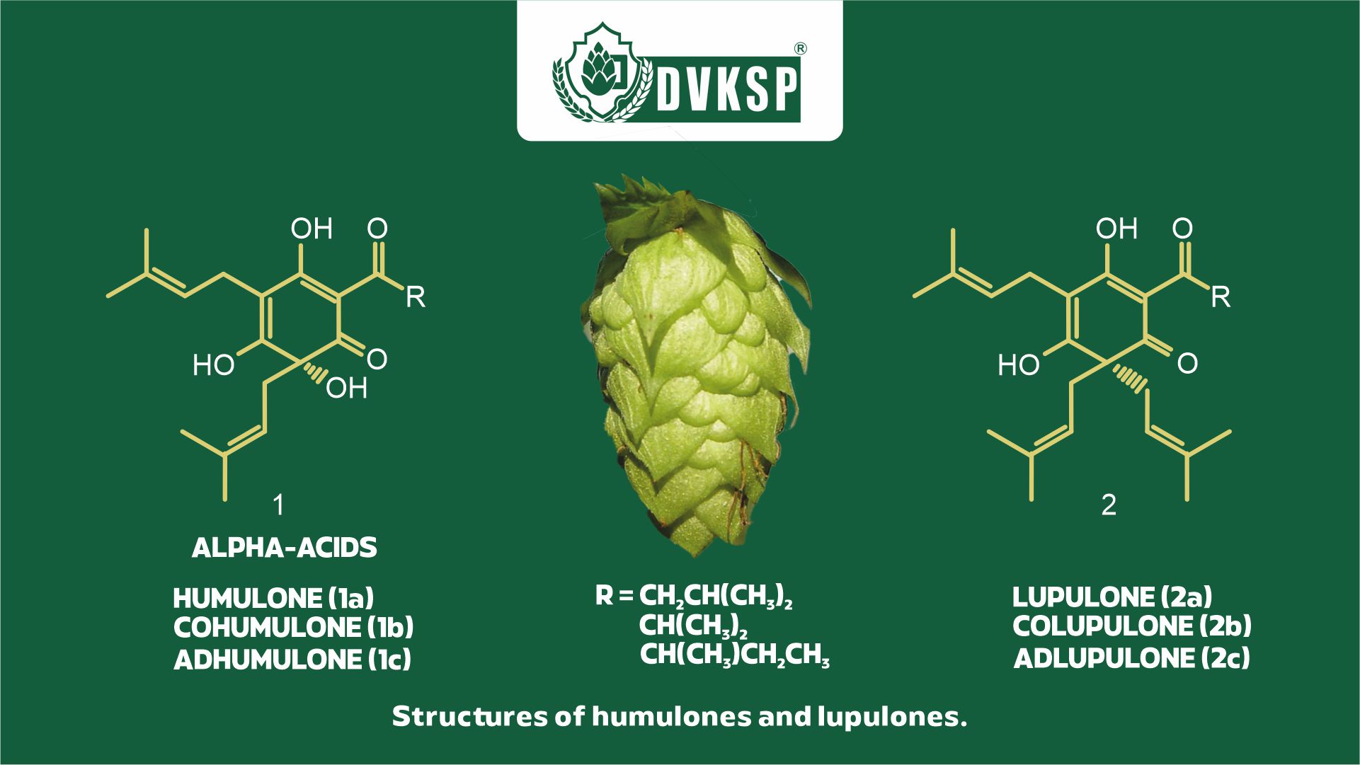 Alpha Acids: These bitter compounds are responsible for the characteristic bitterness in beer. Brewers measure the alpha acid content, expressed as a percentage, to gauge the potential bitterness a hop variety can impart. High-alpha hops, like Columbus and Centennial, are often used for bittering, while lower-alpha varieties are prized for their aroma contributions.