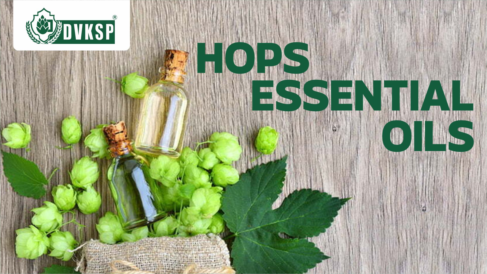  These volatile compounds are the true stars of hop aroma and flavor. Myrcene, humulene, and caryophyllene are just a few of the hundreds of essential oils found in hops, each contributing its own unique scent and taste. From the bright citrus notes of Amarillo to the earthy, herbal qualities of Saaz, essential oils are what give each hop variety its distinct character.