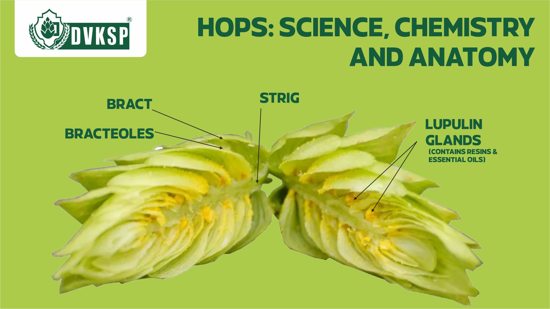 Hops are more than just a flavoring agent; they are a complex ingredient that contributes to beer in a multitude of ways. At the heart of this complexity lie the various compounds found within the hop cones.