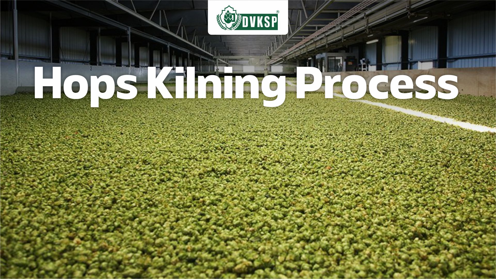 Kilning is an art form in itself, with growers carefully adjusting temperature and duration to achieve the desired results.