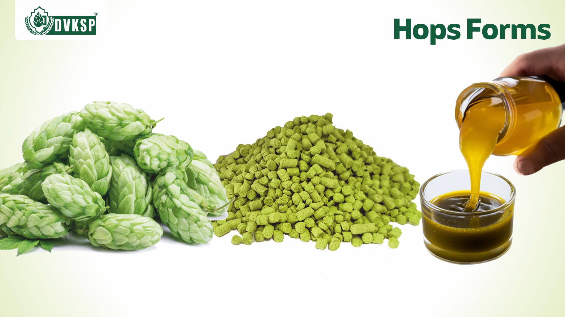 While whole cone hops, the dried flowers of the Humulus lupulus plant, have been the traditional form used in brewing for centuries, the modern brewing industry has introduced several other forms of hops to cater to diverse brewing needs and preferences. Whether you prefer the purist's delight of whole cone hops, the convenience of hop pellets, or the precision of hop extracts, DVKSP Impex has you covered. 