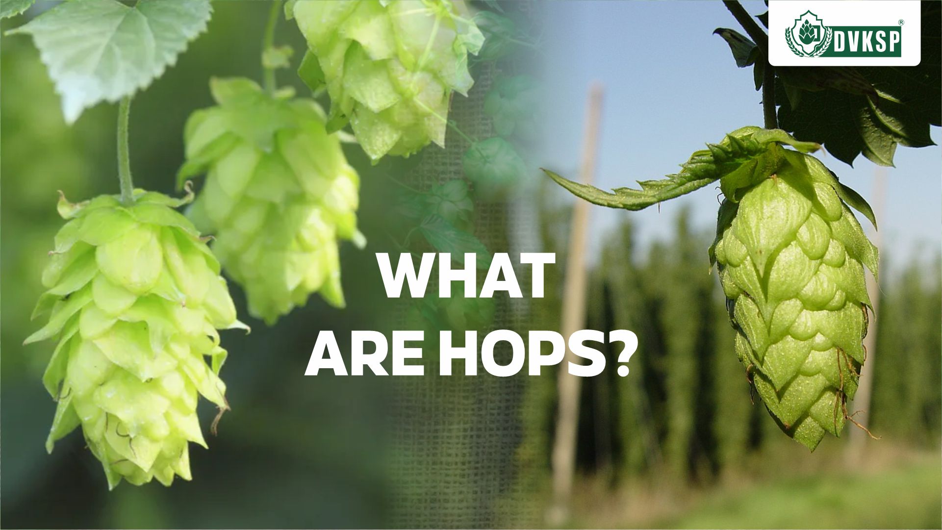 Hop, the flowers of the hop plant Humulus lupulus, belong to the Cannabaceae family of flowering plants. Hops is a plural word. One Single flower is called Hop. They serve as a key ingredient in beer, providing bitterness, aroma, flavor, and stability, along with floral, fruity, or citrus notes. In addition to beer, hops are used in various beverages and herbal medicine. Only female hop plants are used for commercial production, as they produce the desired cones. The hop plant is a vigorous, climbing, herbaceous perennial typically grown on a string attached to a pole in fields known as hopfields, hop gardens (in the South of England), or hop yards (in the West Country and United States). Farmers cultivate many hop varieties worldwide, each suited for specific beer styles. As brewing techniques advanced, hops became an integral part of beer styles across Europe. The noble hop varieties of Germany, such as Hallertau, Tettnanger, and Spalt, defined the character of classic lagers, while the earthy, slightly spicy English hops like Fuggles and East Kent Goldings shaped the beloved ales of the British Isles.