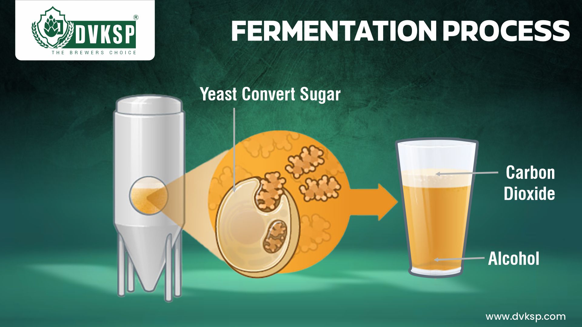 The fermentation process itself also varies between ale and lager yeast. Ale yeast, being more active at warmer temperatures, tends to rise to the top of the fermentation vessel.

This top-fermenting behavior is due to the yeast’s buoyancy, driven by the rapid production of carbon dioxide during active fermentation.

In contrast, lager yeast, known as a bottom-fermenting yeast, sinks to the bottom of the fermentation vessel as it ferments.

This difference is partly due to the cooler fermentation temperatures, which slow down the yeast’s activity, and partly due to the genetic makeup of the yeast species itself.