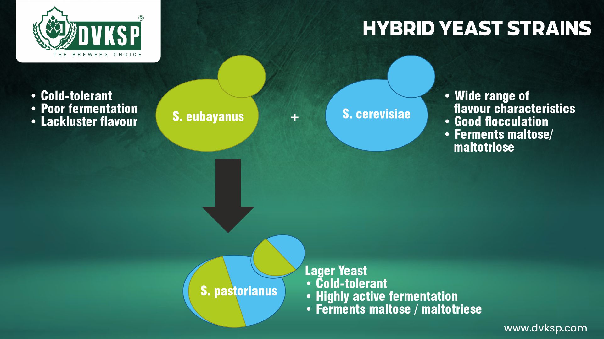 These hybrids can ferment at a wider range of temperatures and produce unique flavor profiles that combine elements of both ale and lager styles.

For instance, some hybrid strains of Saccharomyces pastorianus can ferment at warmer temperatures than traditional lager yeasts, allowing brewers to produce lager-like beers more quickly.

Conversely, some strains of Saccharomyces cerevisiae have been bred to tolerate cooler temperatures, enabling the production of ales with cleaner, lager-like profiles.

These hybrid strains have expanded the creative possibilities for brewers, allowing them to craft new and innovative beer styles that draw on the strengths of both ale and lager yeast.

By leveraging the unique properties of these hybrids, brewers can achieve a balance of flavor complexity and clean finish that might not be possible with traditional yeast strains alone.

AEB offers a selection of hybrid yeast strains that are engineered to perform under diverse fermentation conditions.