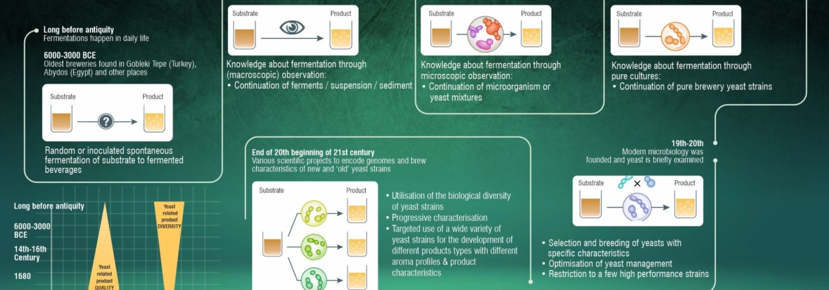 THE IMPACT OF YEAST DISCOVERY ON BEER BREWING. Understand the Yeast Role in Beer Brewing with DVKSP