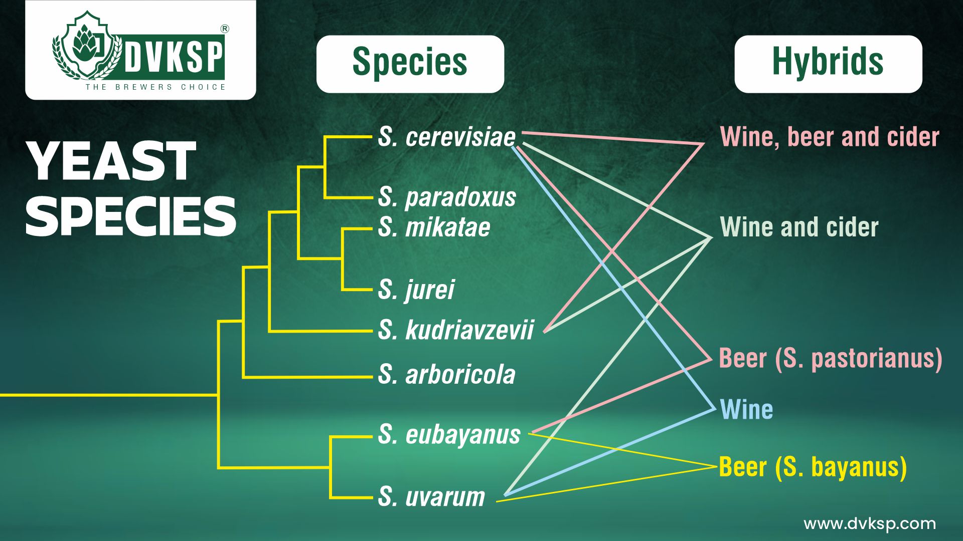 The species of yeast used for fermentation is another significant difference between ale and lager yeast.

Ale yeast is primarily Saccharomyces cerevisiae, a species renowned for its versatility. This yeast is widely used not only in beer brewing but also in baking and winemaking. 

Saccharomyces cerevisiae is well-adapted to a range of environmental conditions, which is why it performs well at the warmer temperatures required for ale fermentation.

Lager yeast is Saccharomyces pastorianus. This species is a hybrid that emerged from the combination of Saccharomyces cerevisiae and another yeast species, Saccharomyces eubayanus.

Saccharomyces pastorianus is uniquely adapted to ferment at cooler temperatures, making it ideal for lager production.