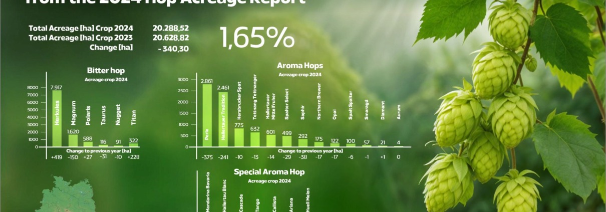 The hop market has always been dynamic, with various factors influencing the cultivation and availability of different hop varieties. The 2024 hop acreage report provides valuable insights into current trends, helping brewers make informed decisions for the future. This article explores the key findings from the report, focusing on changes in hop acreage in Germany and the United States, and offers strategic advice for brewers planning their next steps.