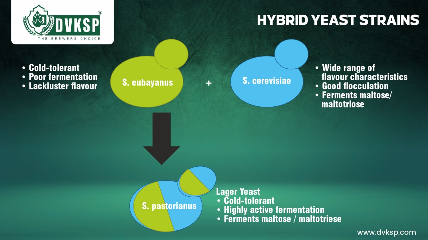 HYBRID YEAST STRAINS for Craft beer brewing by DVKSP - DVKSP HOPS MALT ...